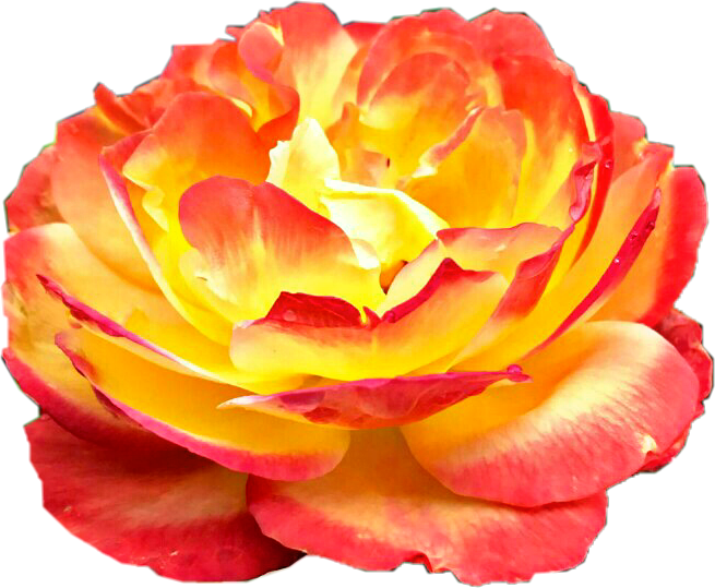 #sunburst #rose #flower #yellow #red #orange #beautiful - Garden Roses Clipart (655x539), Png Download