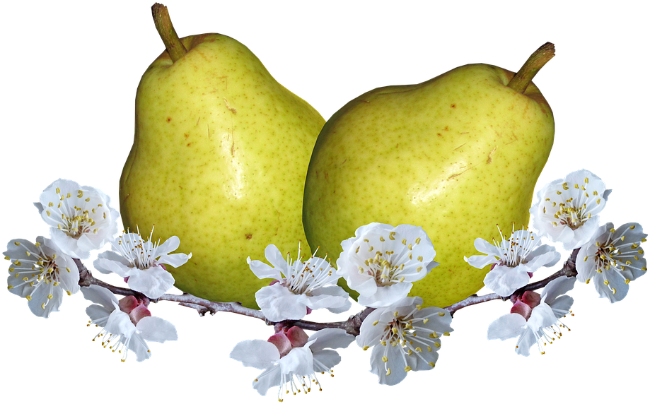 Frutas, Peras, Flor De Pera, La Nutrición - Hruška Png Clipart (960x598), Png Download