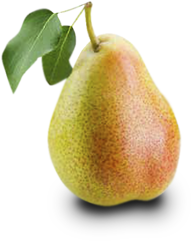 Pera - Asian Pear Clipart (567x567), Png Download
