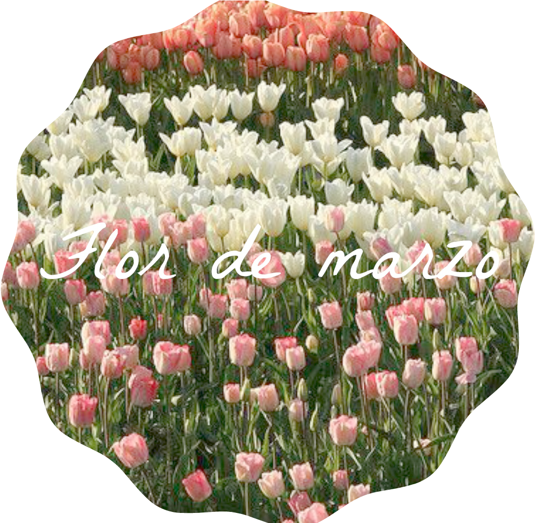 Flor De Marzo - Tulip Field Clipart (1171x1037), Png Download