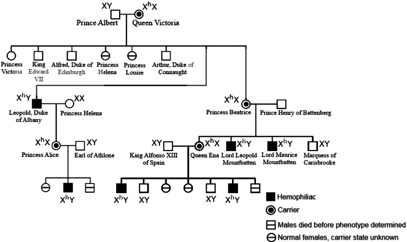 Victoria Pedigree Carriers - Victoria And Albert Hemophilia Pedigree Clipart (800x476), Png Download