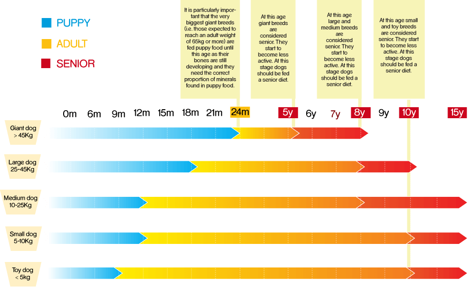 Staffy Puppy Feeding Guide Clipart (934x573), Png Download