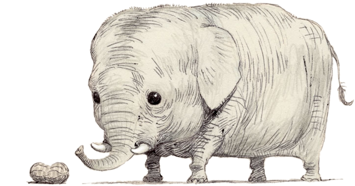 Drawing Elephants Eyes - Midget Elephant Clipart (900x545), Png Download