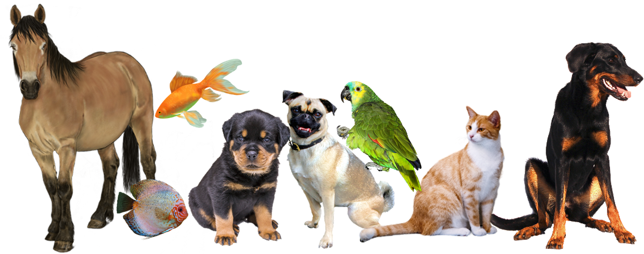 Perro De Presa Mallorquin Clipart (1304x500), Png Download