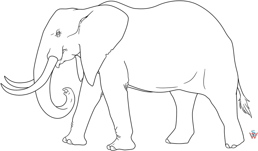African Elephant Line Drawing 24844 African Elephant Trace Clipart Large Size Png Image Pikpng