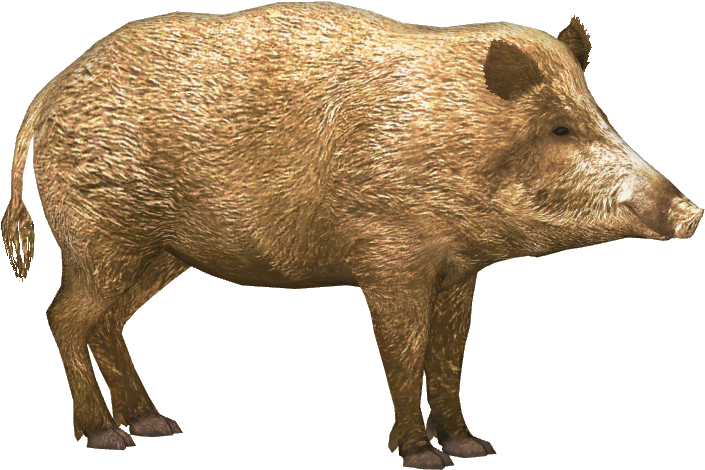 Boar Png Clipart (704x704), Png Download