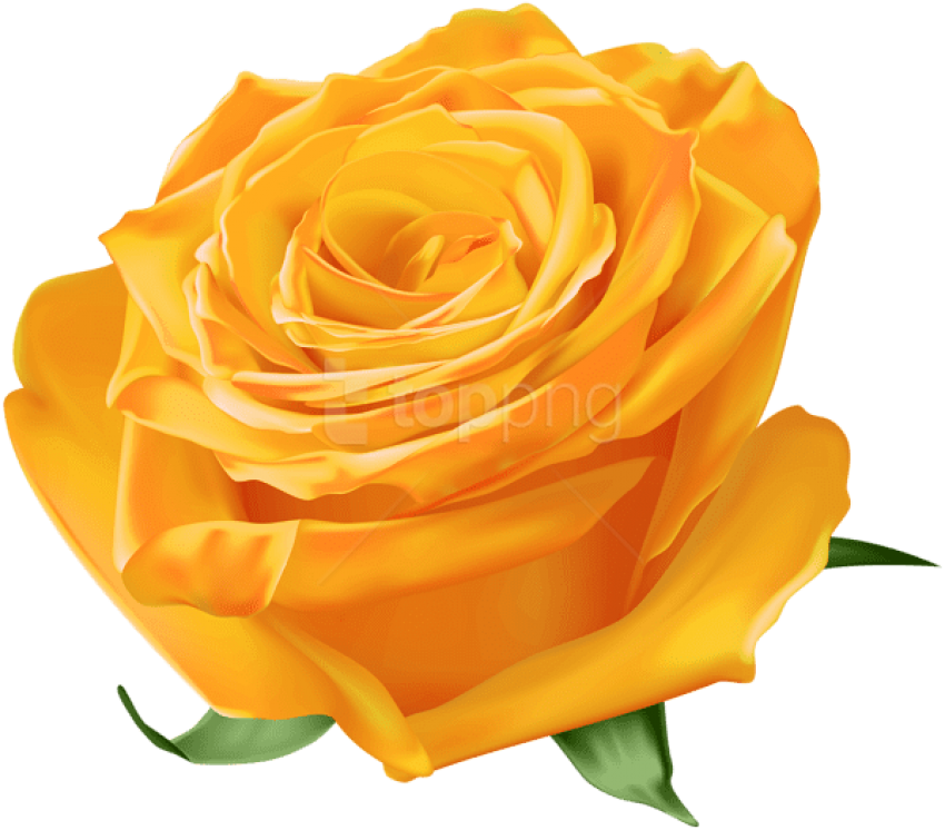 Free Png Download Orange Rose Png Images Background - Natural Blue Rose Png Clipart (850x746), Png Download