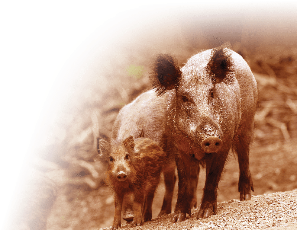 Wild Boars Thrive In Palm Tree Plantations, But A Recent - Domestic Pig Clipart (1000x823), Png Download