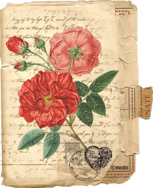 Espero Que, Ya Que Parece Que Quiere Se Adelantarse, - Vintage Red Rose Illustration Clipart (522x642), Png Download