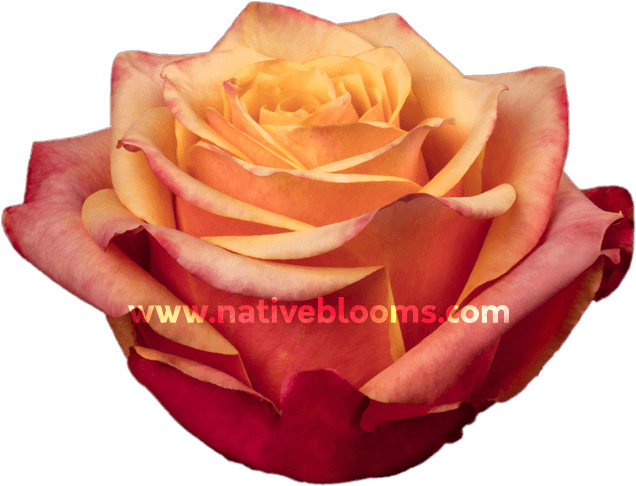 Cherry Brandy Roses - Garden Roses Clipart (666x696), Png Download