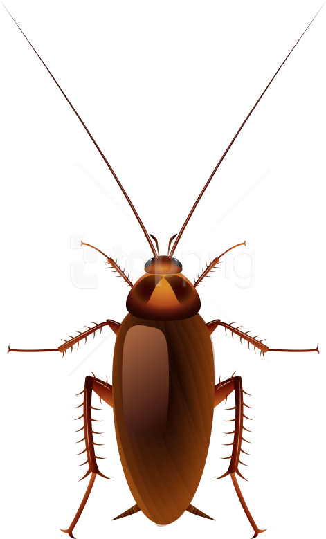 Free Png Download Cockroach Clipart Png Photo Png Images - Transparent Cockroach Clipart (480x794), Png Download
