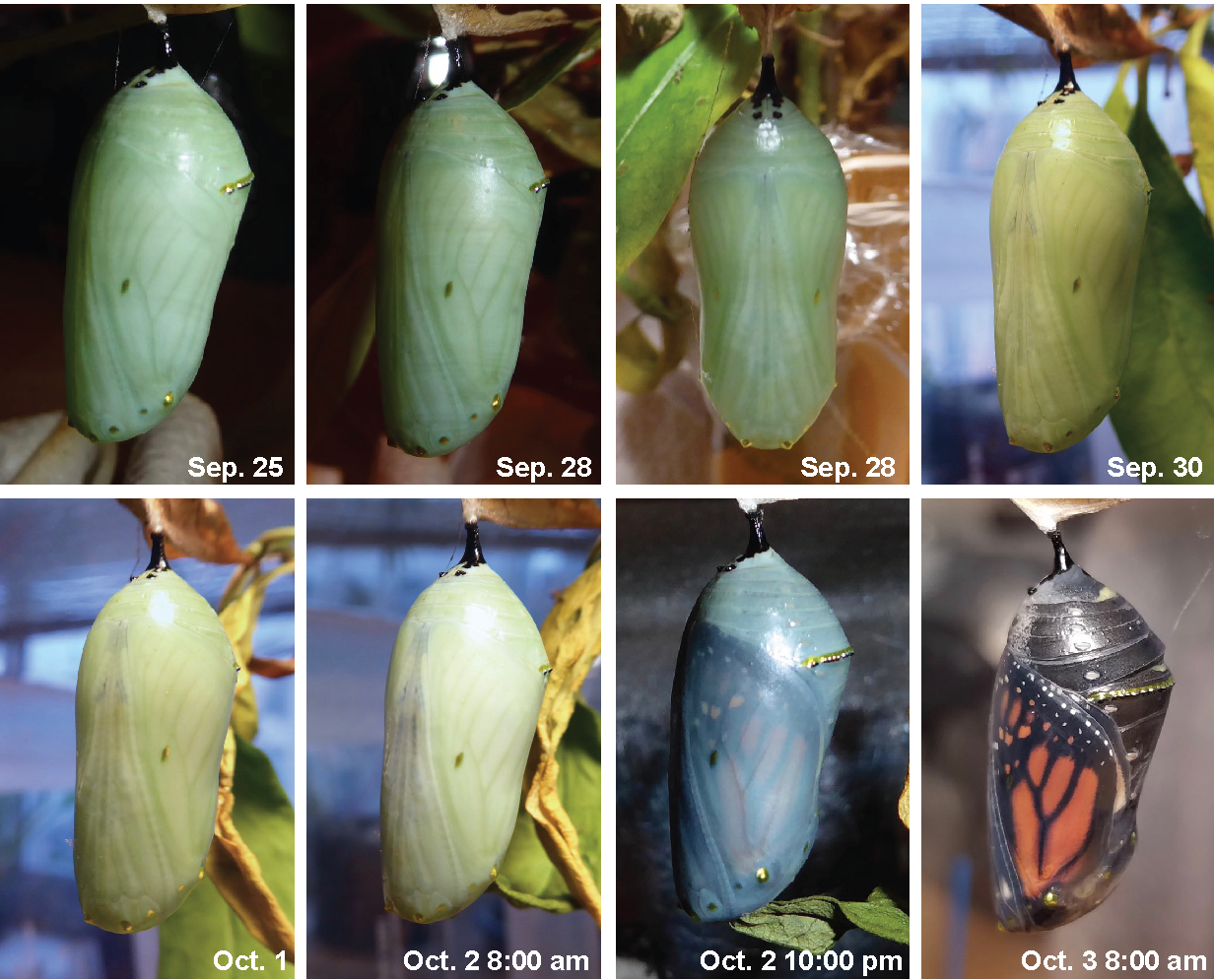 The Chrysalis Formed On September 22nd - Pupa Clipart (1232x995), Png Download