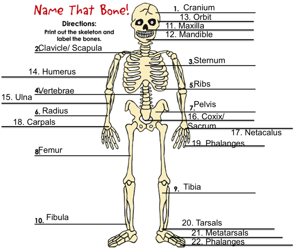 Dibujo Del Esqueleto Hidrostático , Png Download - Bones Fuse As You Grow Clipart (942x801), Png Download