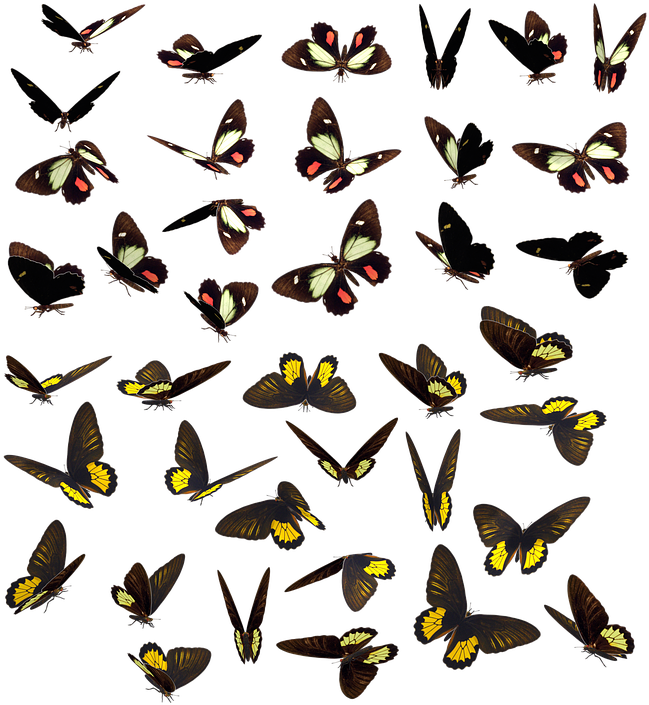 Butterfly Butterflies Swarm Insect Bug Spotted - Mariposas Enjambre Clipart (667x720), Png Download