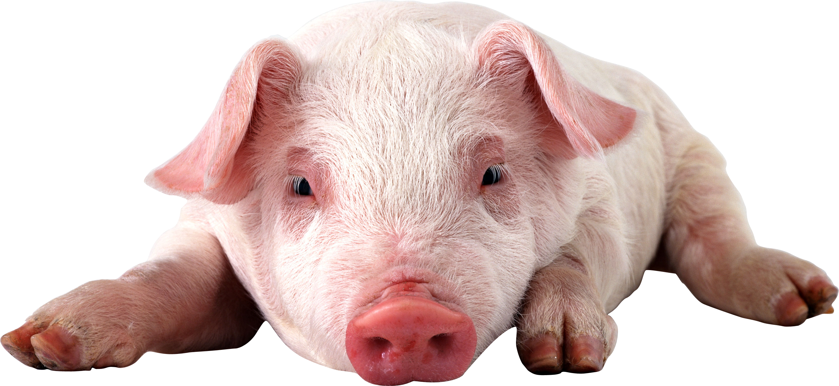 Download - Transparent Png Pig Clipart (2852x1312), Png Download