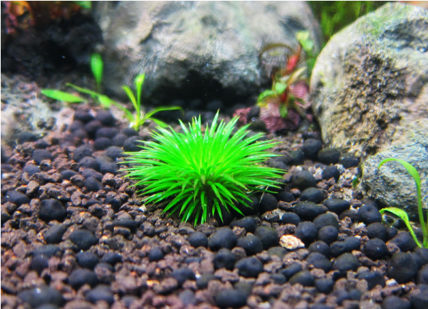 Eriocaulon Ratonagiriuni Freshwater Plants, Planted - Eriocaulon Black Ball Clipart (600x600), Png Download