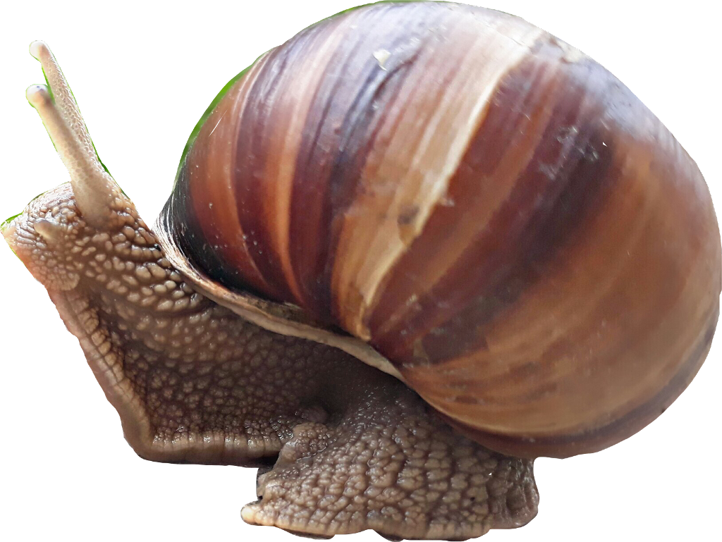 #snail #caracol - Lymnaeidae Clipart (1024x769), Png Download