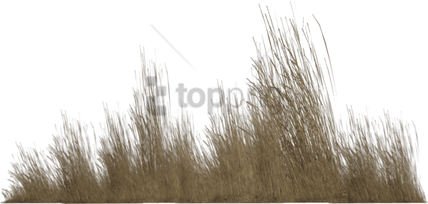 Free Png Transparent Tall Grass Png Image With Transparent - Tall Grass Grass Png Clipart (850x406), Png Download