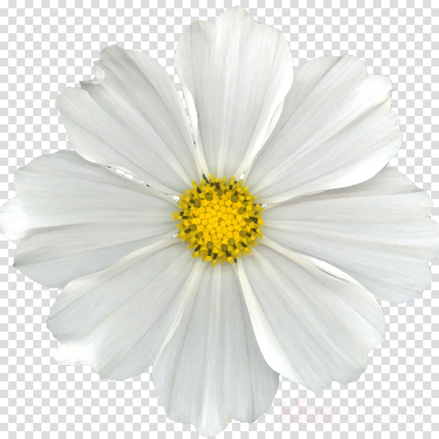 Good Flower, Daisy, Transparent Png Image &amp - Santa Claus Beard Png Clipart (900x900), Png Download