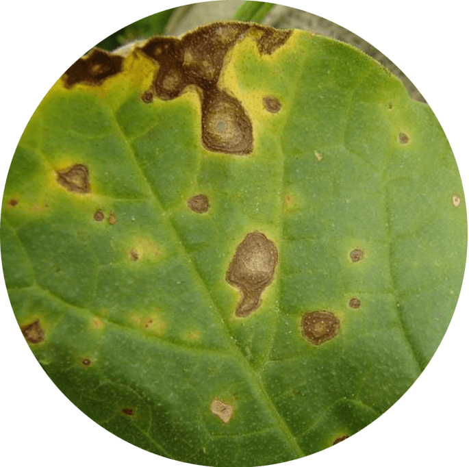 Alternaria - Plant Pathology Clipart (685x682), Png Download