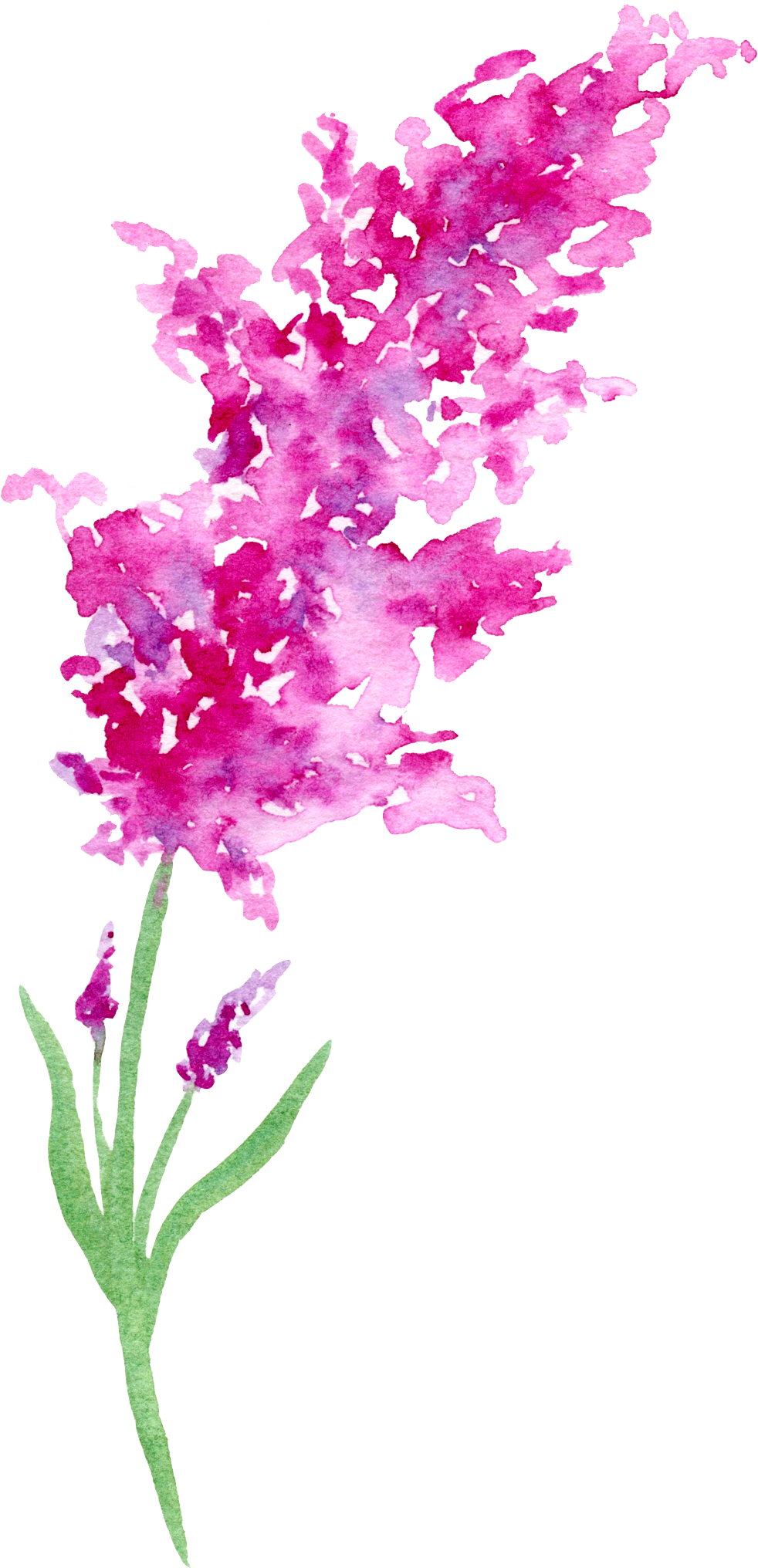 0℃素材44 Watercolor Heart, Flower Watercolor, Watercolor - Flor Dibujos En Acuarela Clipart (997x2048), Png Download