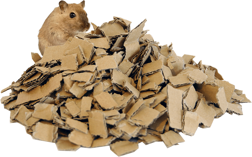 Kangaroo Rat Clipart (1000x640), Png Download
