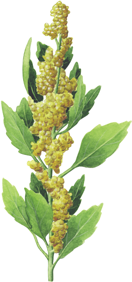 Kaffee Grafik - Quinoa Plant Png Clipart (600x600), Png Download