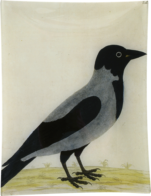Royston Crow John Derian Company Inc - Crow Clipart (800x800), Png Download