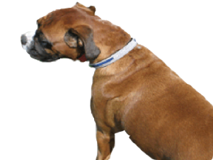 Pet Collar Extra Large - Companion Dog Clipart (600x810), Png Download