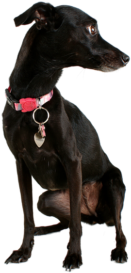 Dog Black Dog Pet Mutt Black Animal Cute Canine - Perro Negro Png Clipart (960x642), Png Download