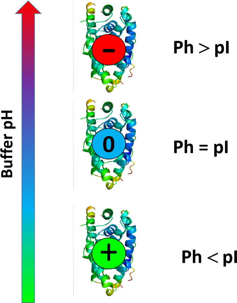 Protein Charge Is Function Of Buffer Ph - Pi Ph Clipart (794x1015), Png Download