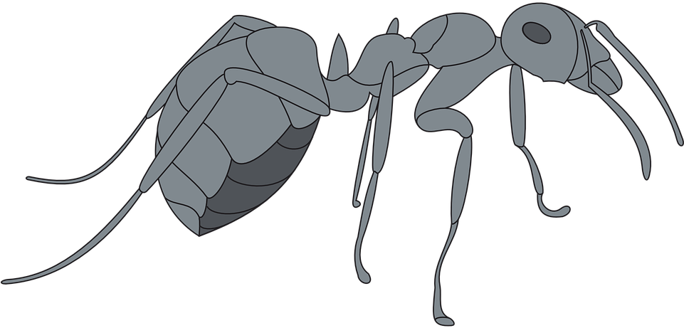 Gray View Ant Side Insect Legs - Gray Ant Clipart (960x480), Png Download