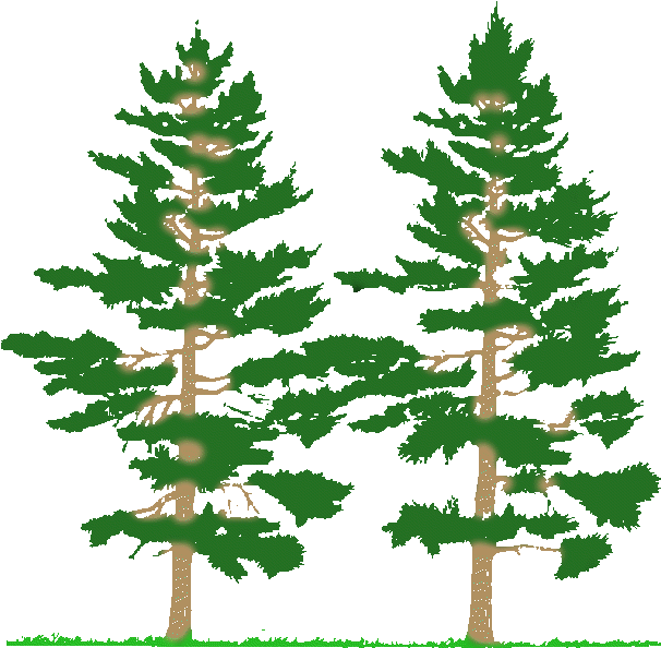 Cnc Pine Tree Scenery Clipart & Clip Art Images - Coniferous Forest Clip Art - Png Download (628x616), Png Download