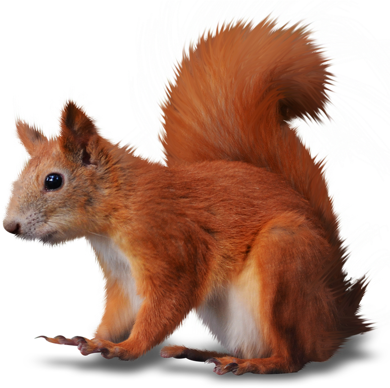 Cosas Para Photoscape Imgenes Para Photoscape Photoshop - Esquilo Png Clipart (794x800), Png Download