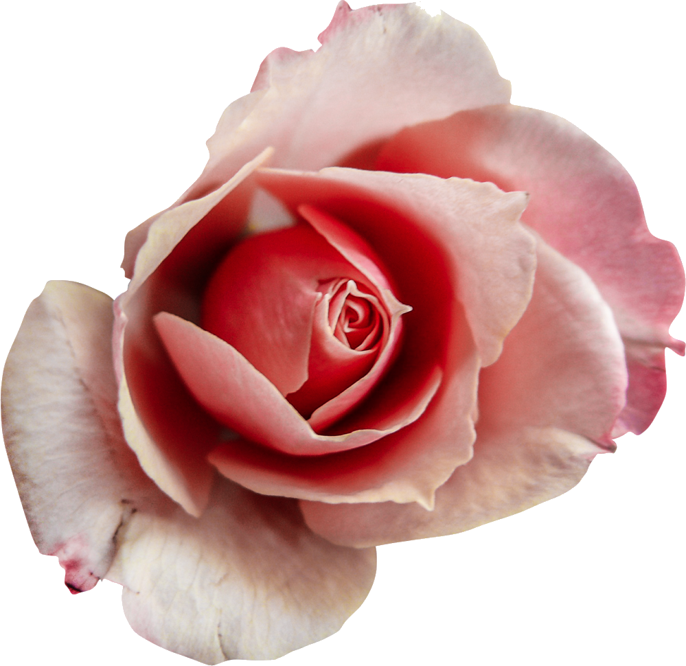 Garden Roses Clipart (999x970), Png Download