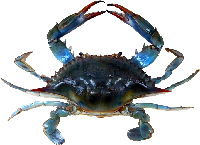 Blue Crabmeat - Jersey Blue Claw Crabs Clipart (786x526), Png Download