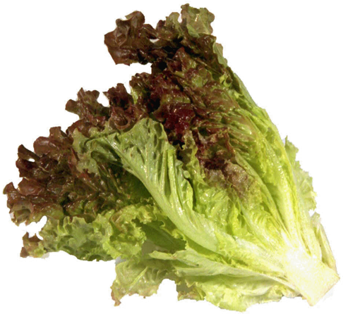 Lettuce Red - Lettuce Clipart (600x600), Png Download