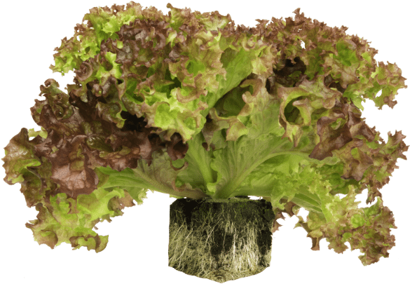 Root Ball Lettuce - Red Leaf Lettuce Clipart (600x600), Png Download