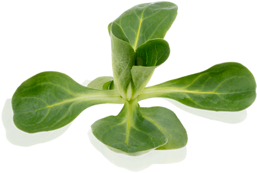 Canonigos Png Clipart (600x599), Png Download