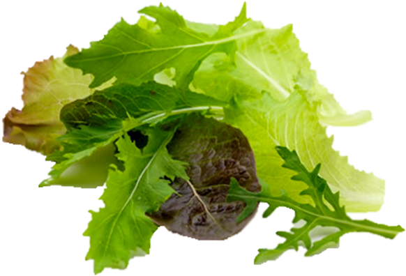 Babyleaf - Baby Leaf Clipart (600x600), Png Download