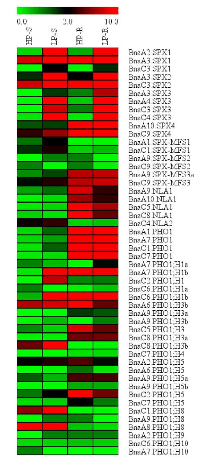 Expression Profile Of Bnaspx Genes In Response To Pi - Carmine Clipart (740x1611), Png Download