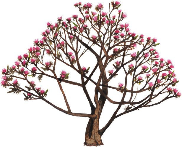 Www - Biodiversidad - Gob - Mx - Flor De Sospo Clipart (750x502), Png Download