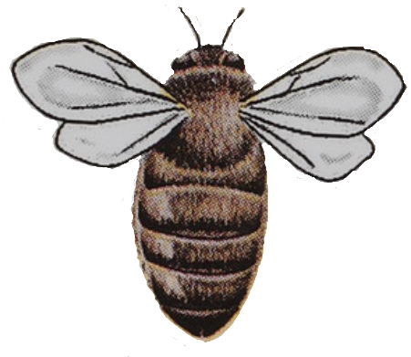 Burts Bees By - Honeybee Clipart (1000x410), Png Download