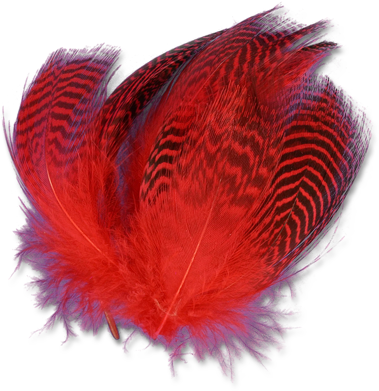 Dyed Teal Flank - Oval Clipart (800x800), Png Download