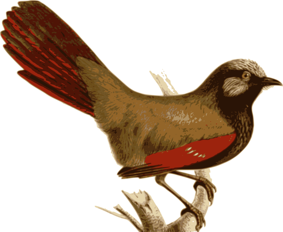 Bird Feather House Sparrow Red Leiothrichidae - Red-winged Laughingthrush Clipart (913x750), Png Download