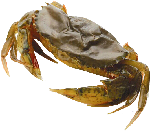 Lightbox Moreview - 软 壳 蟹 Clipart (706x665), Png Download