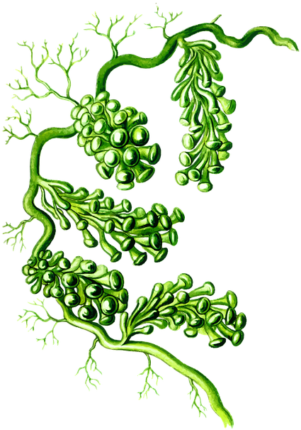 Alga Algae Marine Ocean Plant Sea Sea Grapes - Caulerpa Racemosa Png Clipart (502x720), Png Download