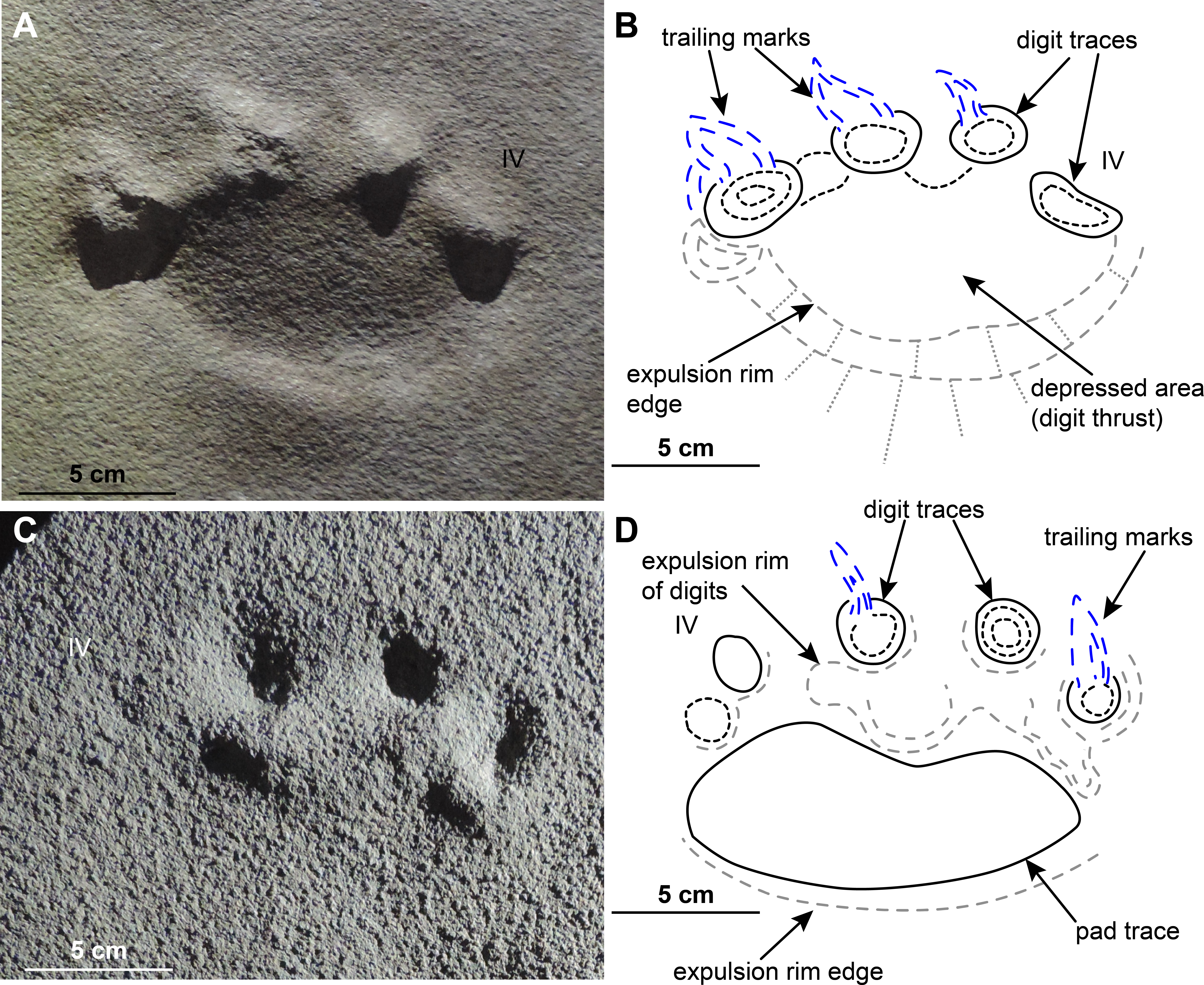 Download Full-size Image Clipart (6003x4912), Png Download