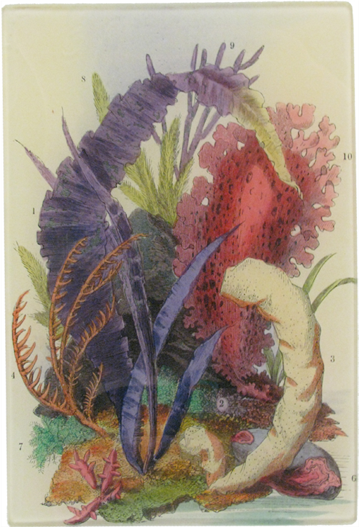 Illustration Clipart (800x800), Png Download