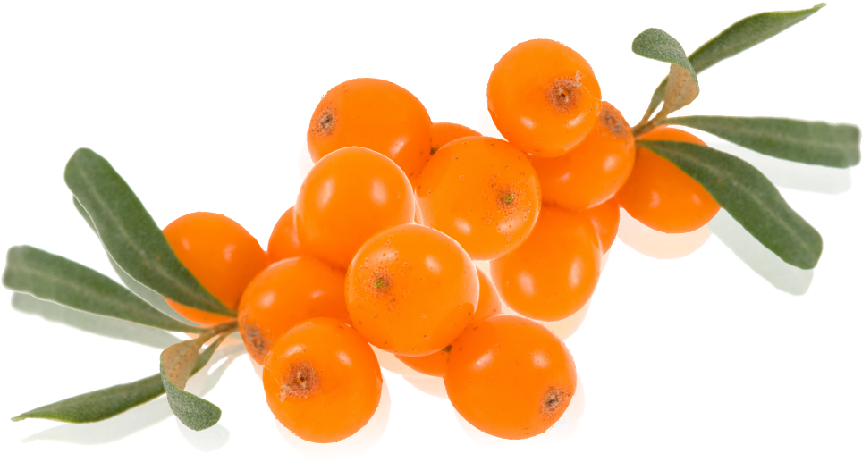 Sea Buckthorn - Hippophae Rhamnoides Clipart (1074x682), Png Download